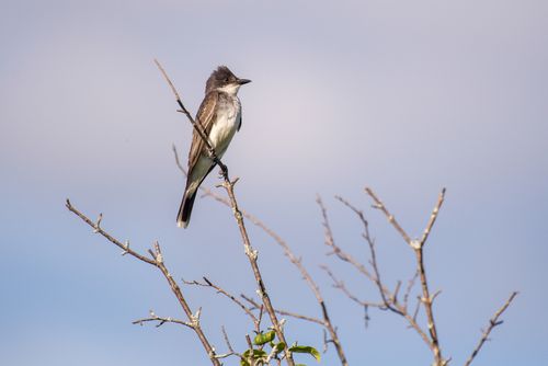 Free An Eastern Kingbird perched on a bare branch against a clear sky. Stock Photo