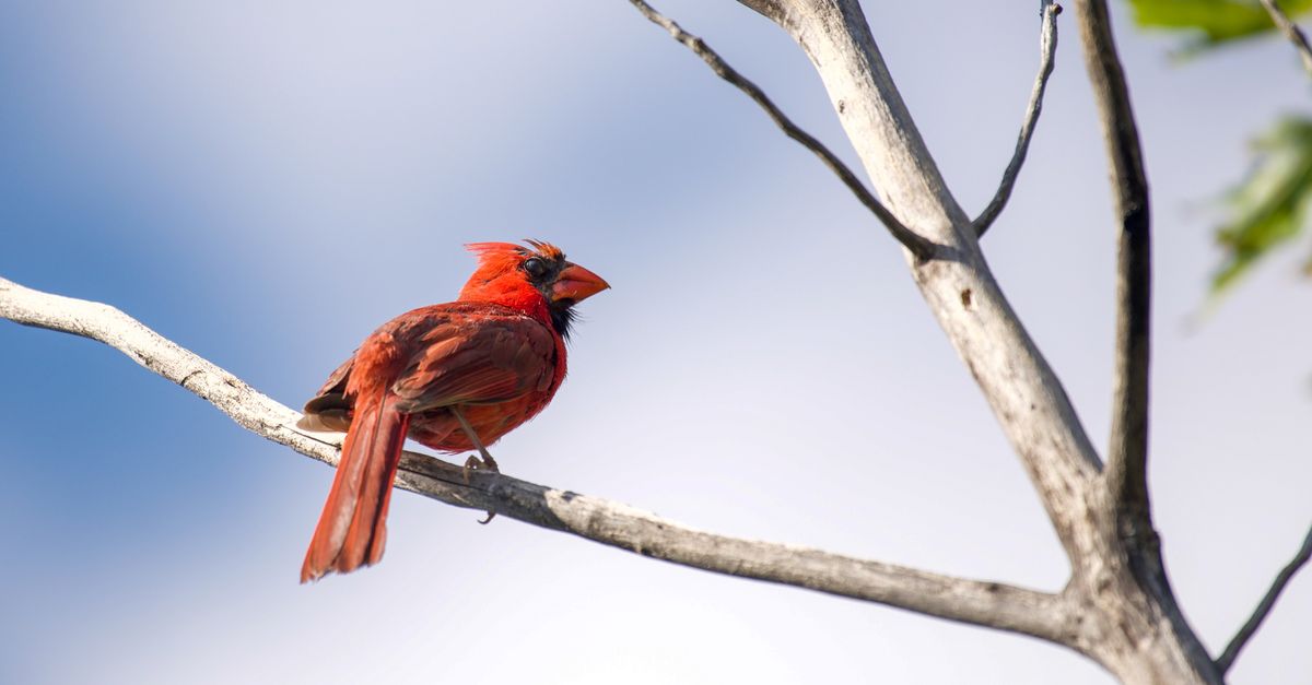 Close-Up Shot of a Northern Cardinal · Free Stock Photo