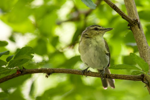 White and Gray Bird on Brown Tree Branch