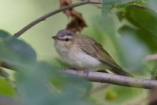 Brown and White Bird on Tree Branch