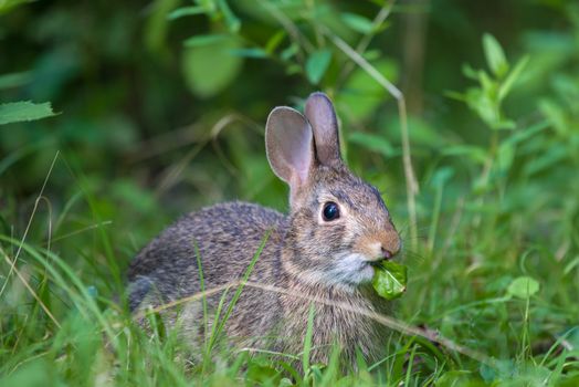 rabbit photo