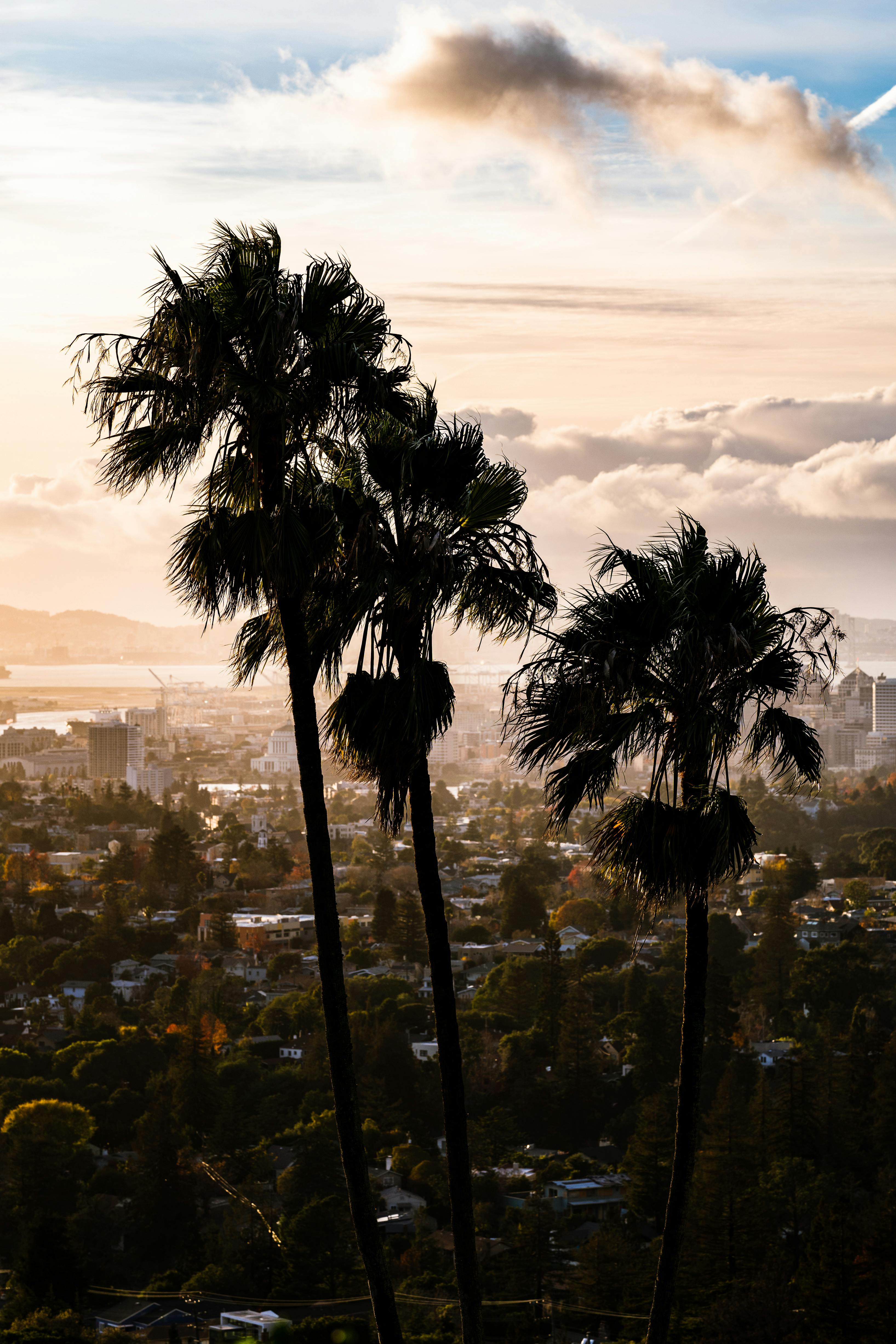 Stunning view of Oakland at sunset, featuring silhouetted palm trees against a vibrant sky.