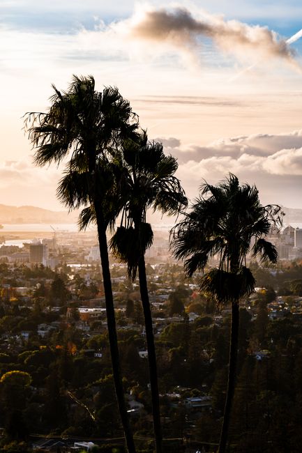 Stunning view of Oakland at sunset, featuring silhouetted palm trees against a vibrant sky.