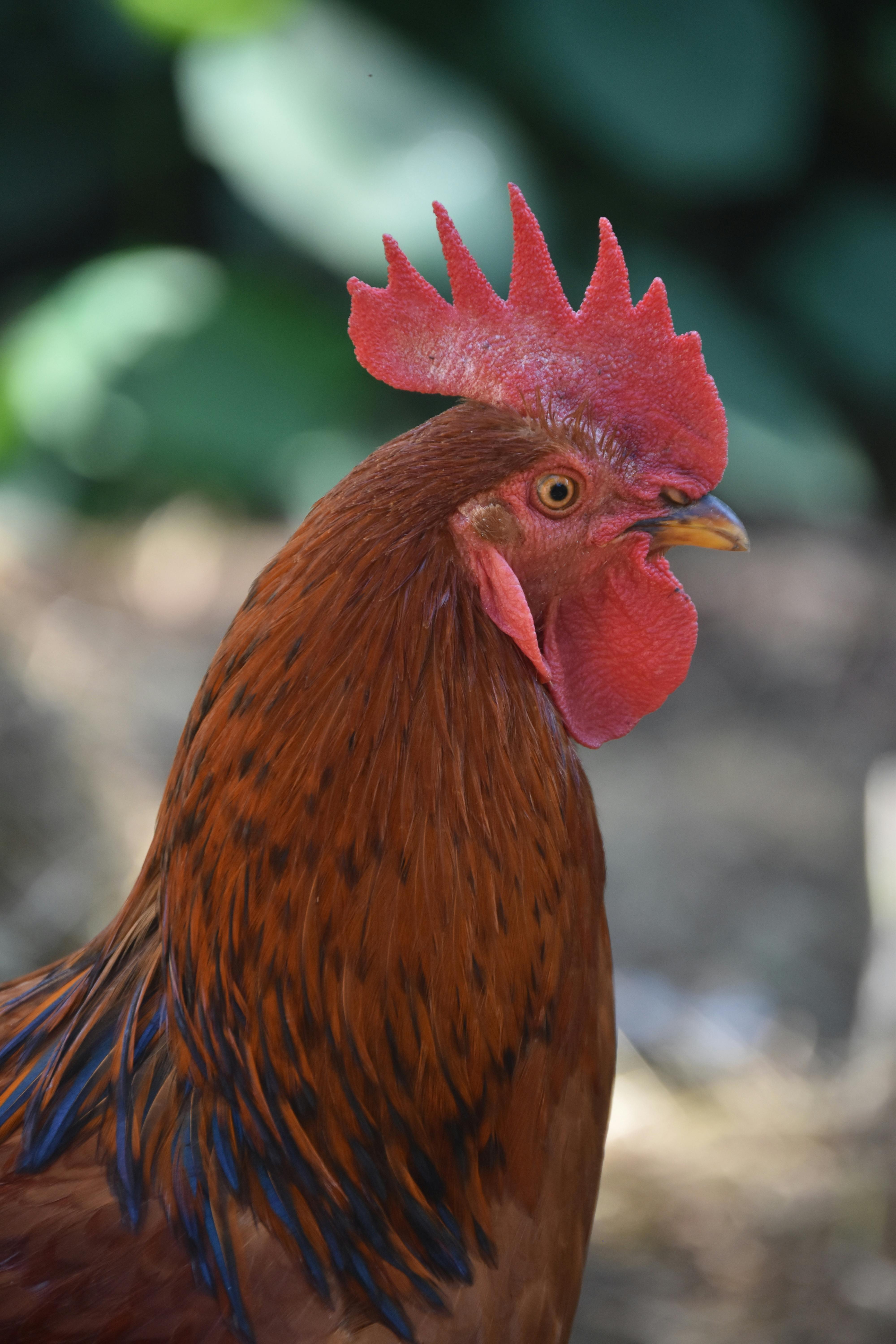 White Chicken On A Concrete Pavement · Free Stock Photo