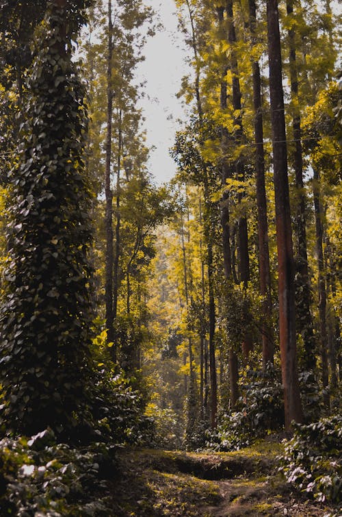 垂直拍攝, 森林, 樹幹 的 免費圖庫相片