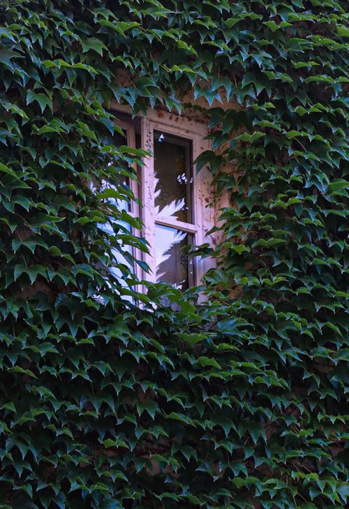 Free A window surrounded by lush green ivy leaves covering a wall in a vertical orientation. Stock Photo