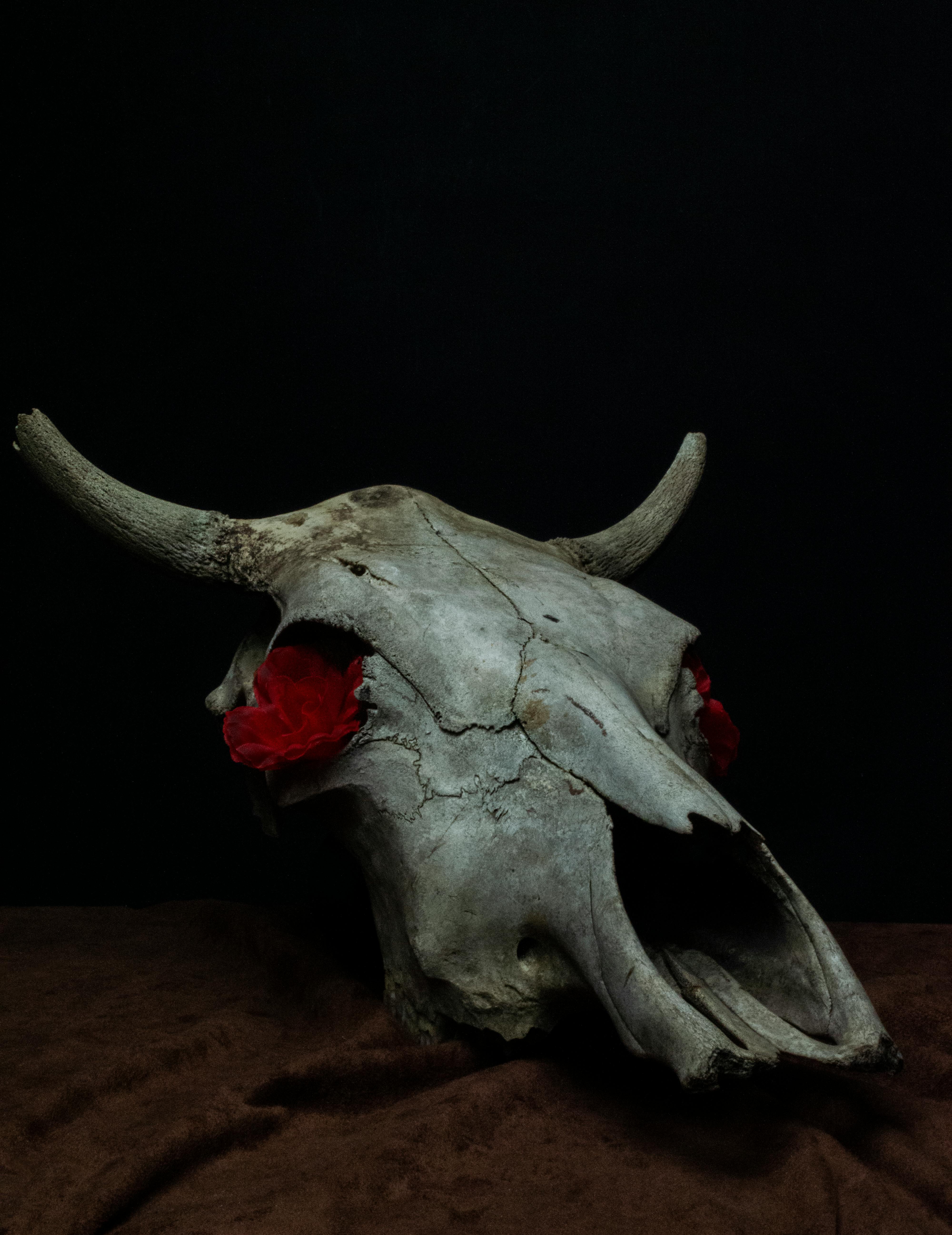 Free download Bull Skull 3D Live Wallpaper screenshot 506x900 for your  Desktop Mobile  Tablet  Explore 48 3D Skull Live Wallpaper  Skull 3d  Wallpaper 3d Skull Wallpaper 3d Skull Wallpapers