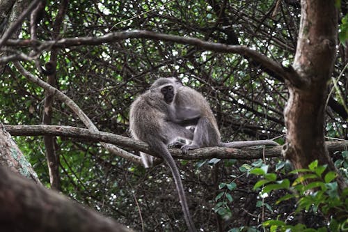 Monkey on Tree Branch