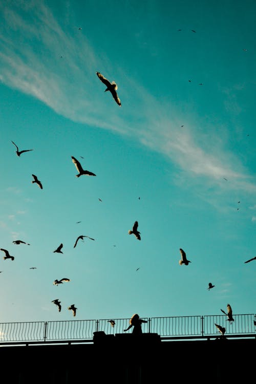 Flock of Birds Flying Under Blue Sky in Low Angle Shot