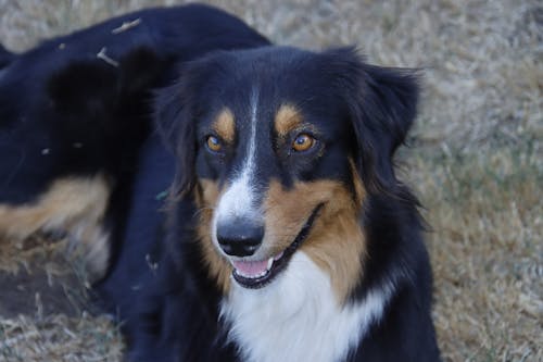 A Black, White and Brown Long Coated Dog Lying on Grass