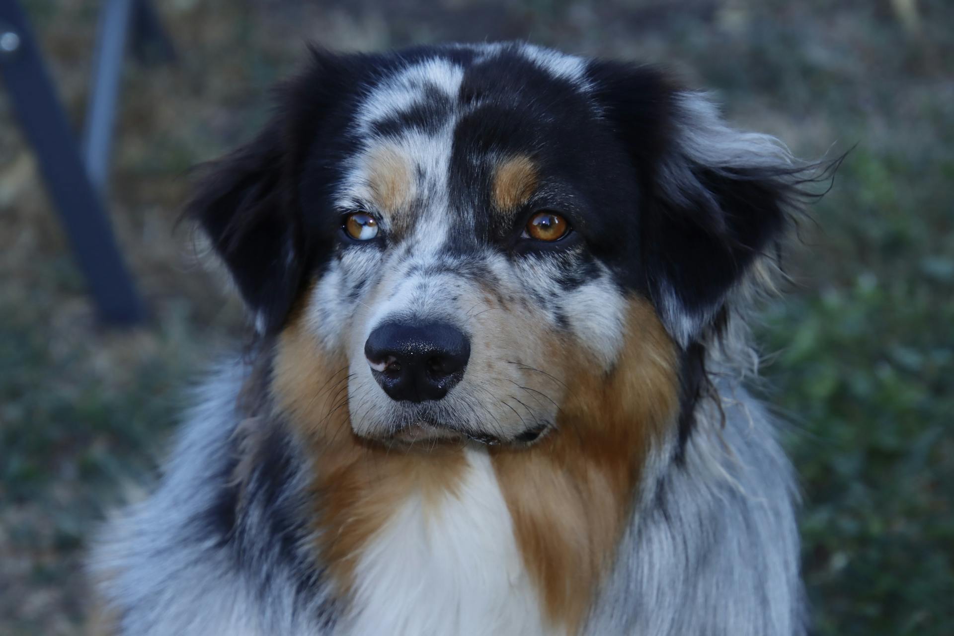 A White, Black and Brown Long Coated Dog in Close-up Shot