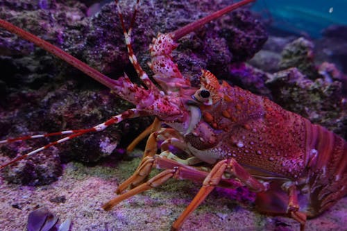 小龙虾, 水下, 無脊椎動物 的 免费素材图片