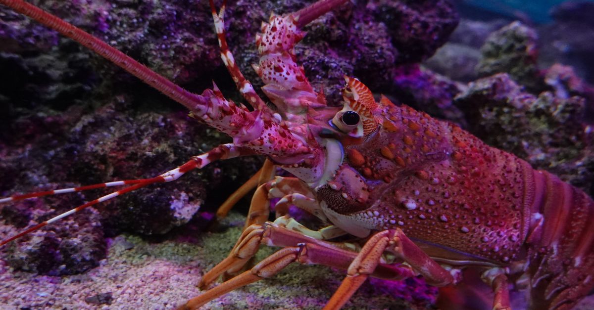 Red Cray Red Crayfish Near the Coral Reef · Free Stock Photo