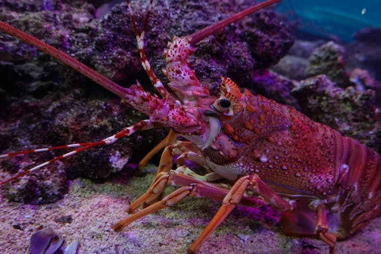 Red Crayfish Near The Coral Reef