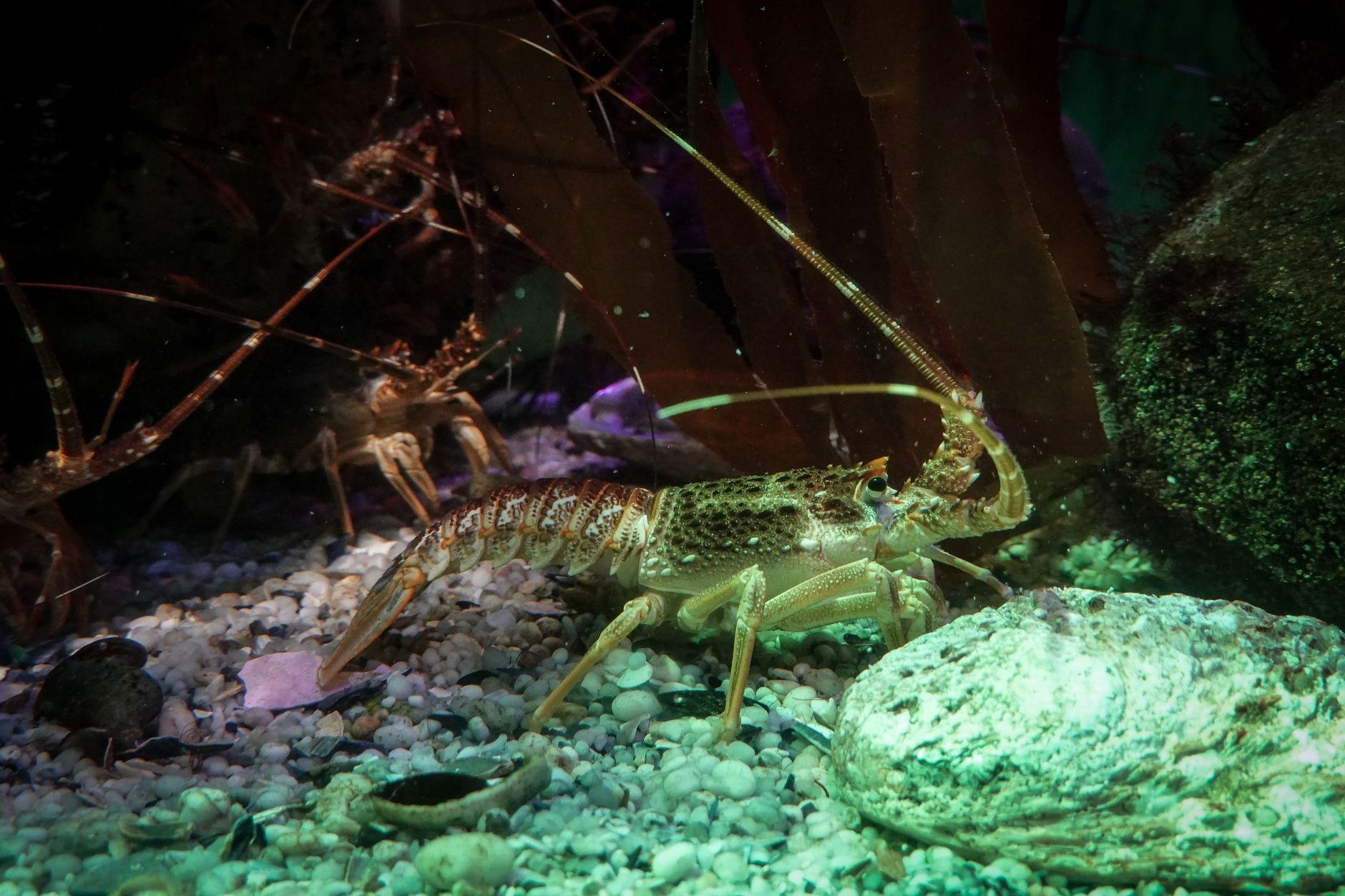 Vivid underwater shot of crayfish amidst pebbles and seaweed in an aquarium setting.
