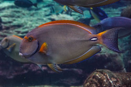 Close up of Fish in Nature