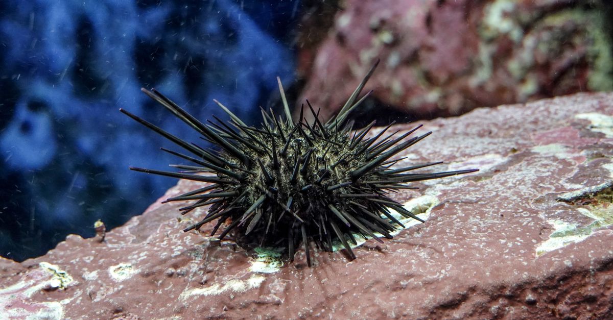 Animals In Rocks Animal with Spikes on Rock in Sea · Free Stock Photo