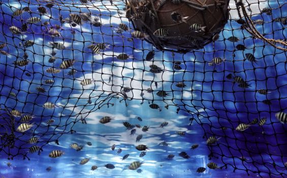 Vibrant underwater scene of tropical fish swimming around a net, showcasing ocean wildlife.