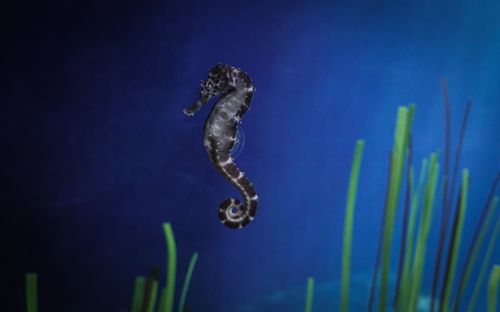Free Detailed image of a seahorse swimming in an aquarium with seaweed in the background. Stock Photo