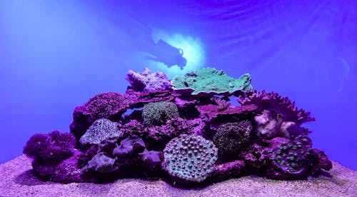 คลังภาพถ่ายฟรี ของ ชีวิตทางทะเล, ทะเล, ปะการัง