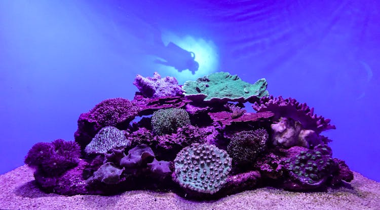 Coral Reefs Under Blue Sea