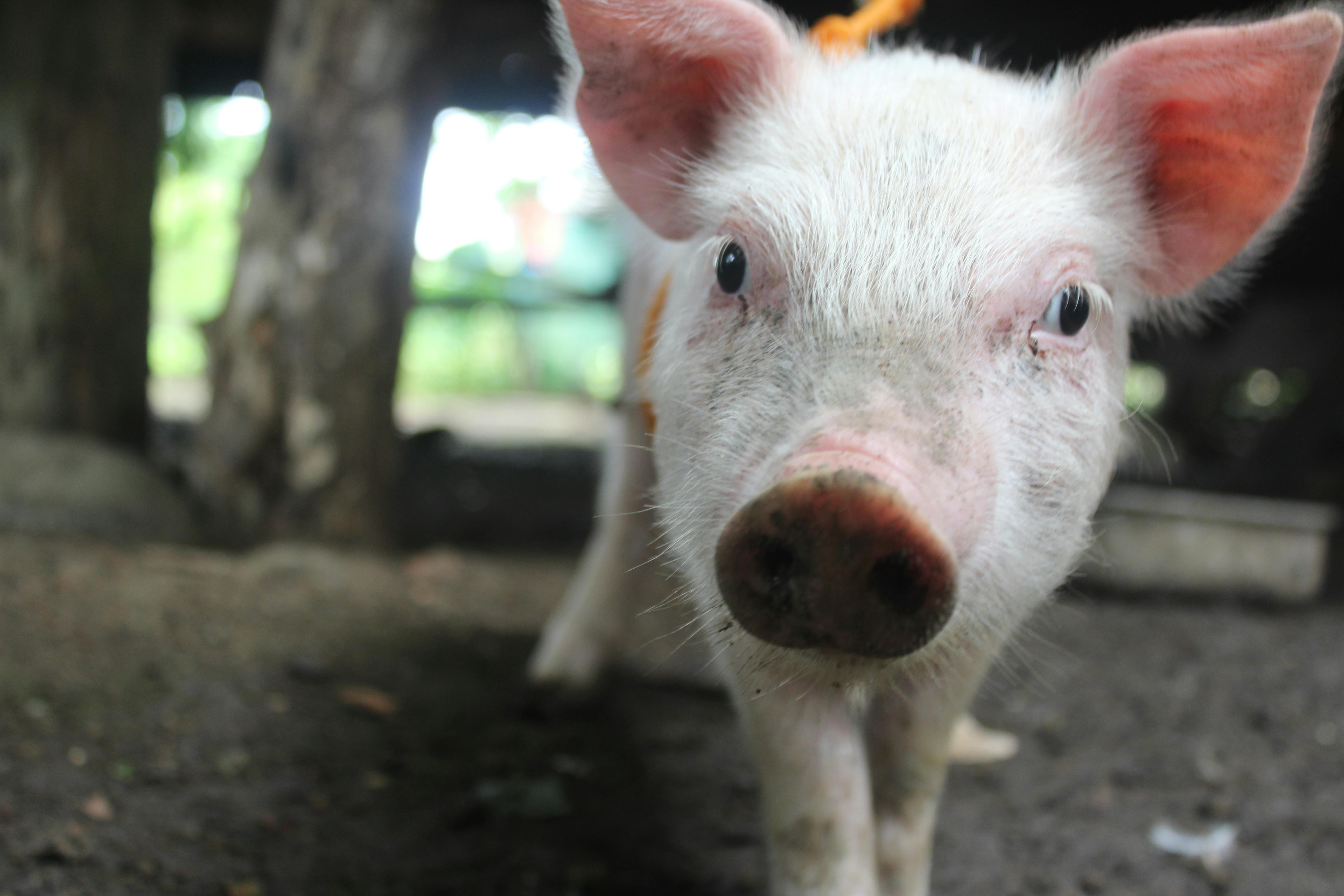 豚の無料の写真素材