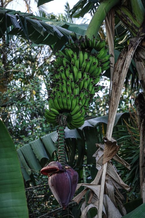 Free Cluster of unripe bananas hanging on a banana tree in a tropical jungle setting. Stock Photo