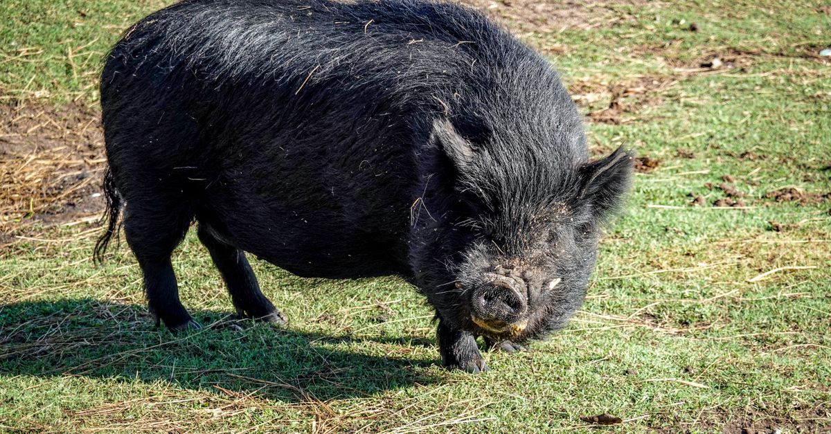 Genetically Engineered Pig Kidney Keeps Man Alive for Record 9 Months