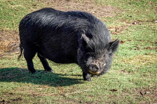 Free A black pig grazing on grass in an outdoor setting on a sunny day. Stock Photo