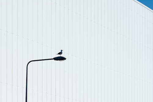 Kostnadsfria Kostnadsfri bild av fågel, hamstring, lyktstolpe Stock foto