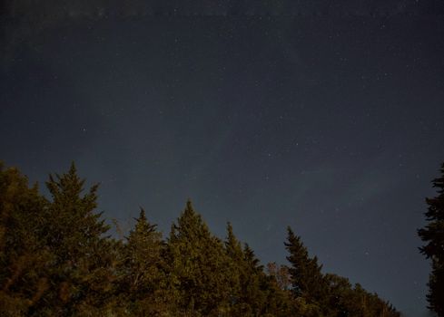 A serene starry night sky above a dense forest in Umbria, Italy, showcases the beauty of nature.