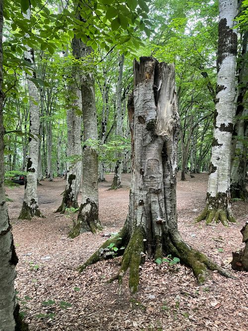 Free A tranquil forest scene featuring an ancient, weathered tree trunk surrounded by lush greenery. Stock Photo