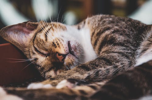 Close-Up Shot of a Sleeping Cat