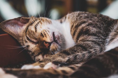 Free Close-up of a tabby cat sleeping peacefully on a cushion indoors. Stock Photo