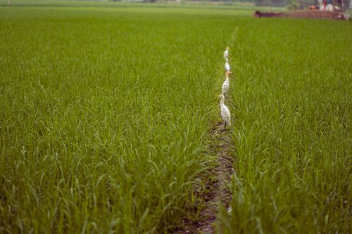 Free Beautiful egrets standing in a straight line amidst vibrant green fields in Ludhiana, India. Stock Photo