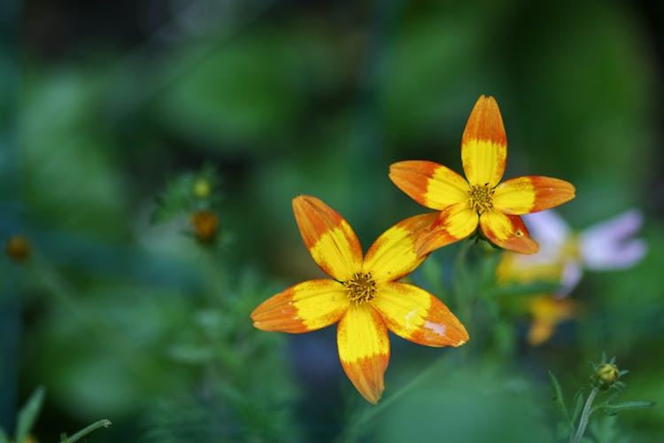 Blooming Golden Nugget Flower Close-Up Photo