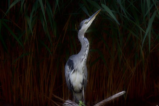 Close-up of a grey heron in Tárnok, Magyarország.