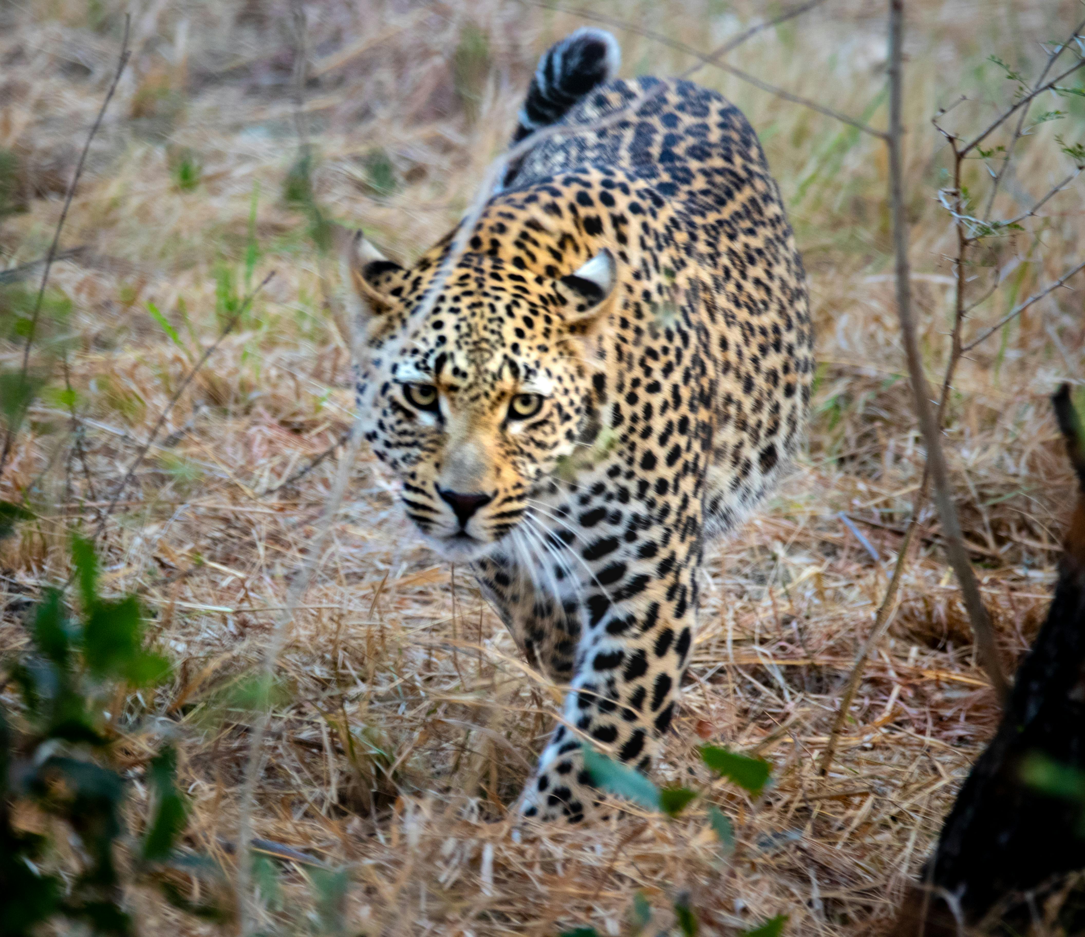 Free stock photo of animals, leopard, lodge