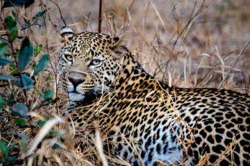 бесплатная Коричневый леопард на траве Стоковое фото