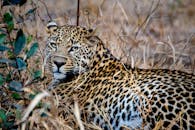 一张特写镜头中，一只豹子躺在干草里，优雅的斑点皮毛清晰可见