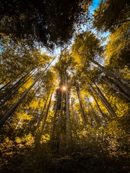 Dramatic view of sunlit autumn trees in Fuschl, Salzburg, Austria.