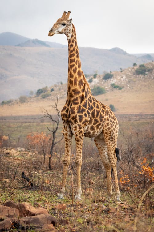 Foto Der Giraffe