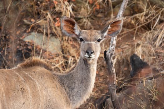 A detailed close-up image of a kudu deer in its natural environment, showcasing the animal's curious expression.