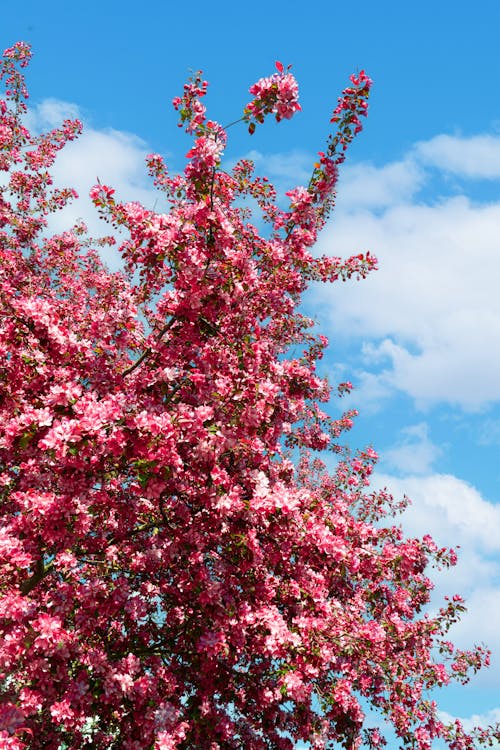 Foto d'estoc gratuïta de arbre, cirera, flors