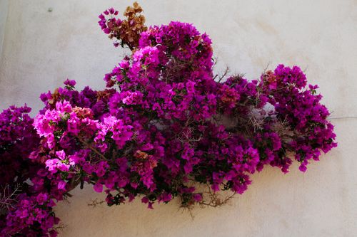 Free Vibrant pink bougainvillea flowers cluster on a wall, capturing summer's essence. Stock Photo