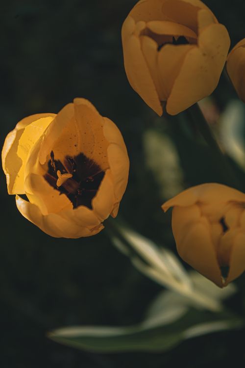 Free A vibrant close-up shot of yellow tulips in bloom, showcasing their detailed petal texture. Stock Photo