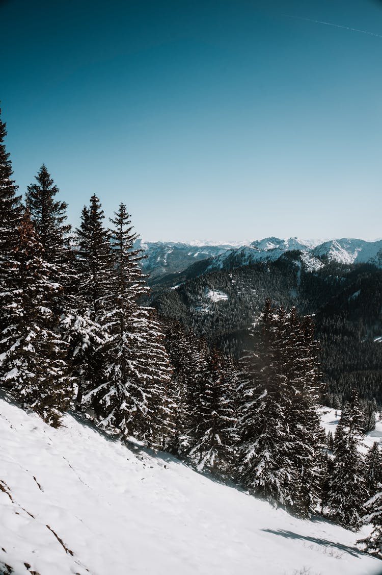 Trees On Snow Covered Mountain