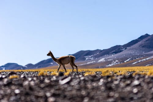 Vicuna Walking on a Field
