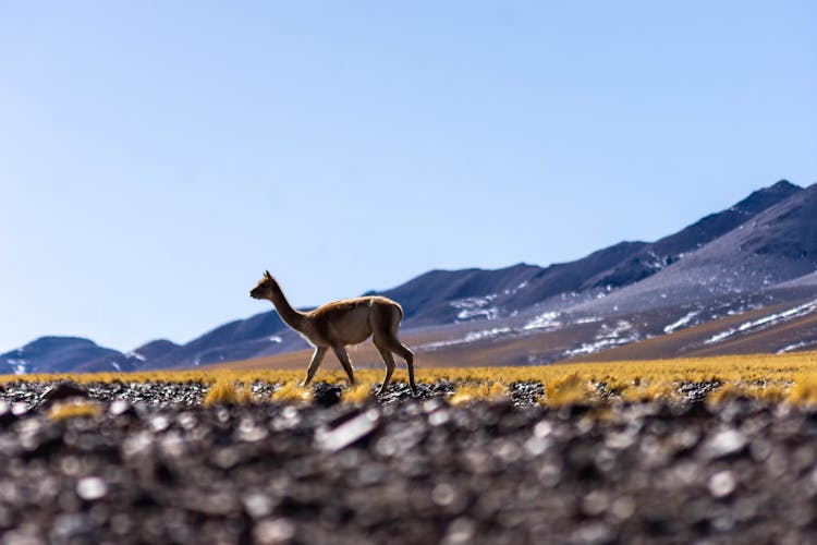 Vicuna Walking On A Field