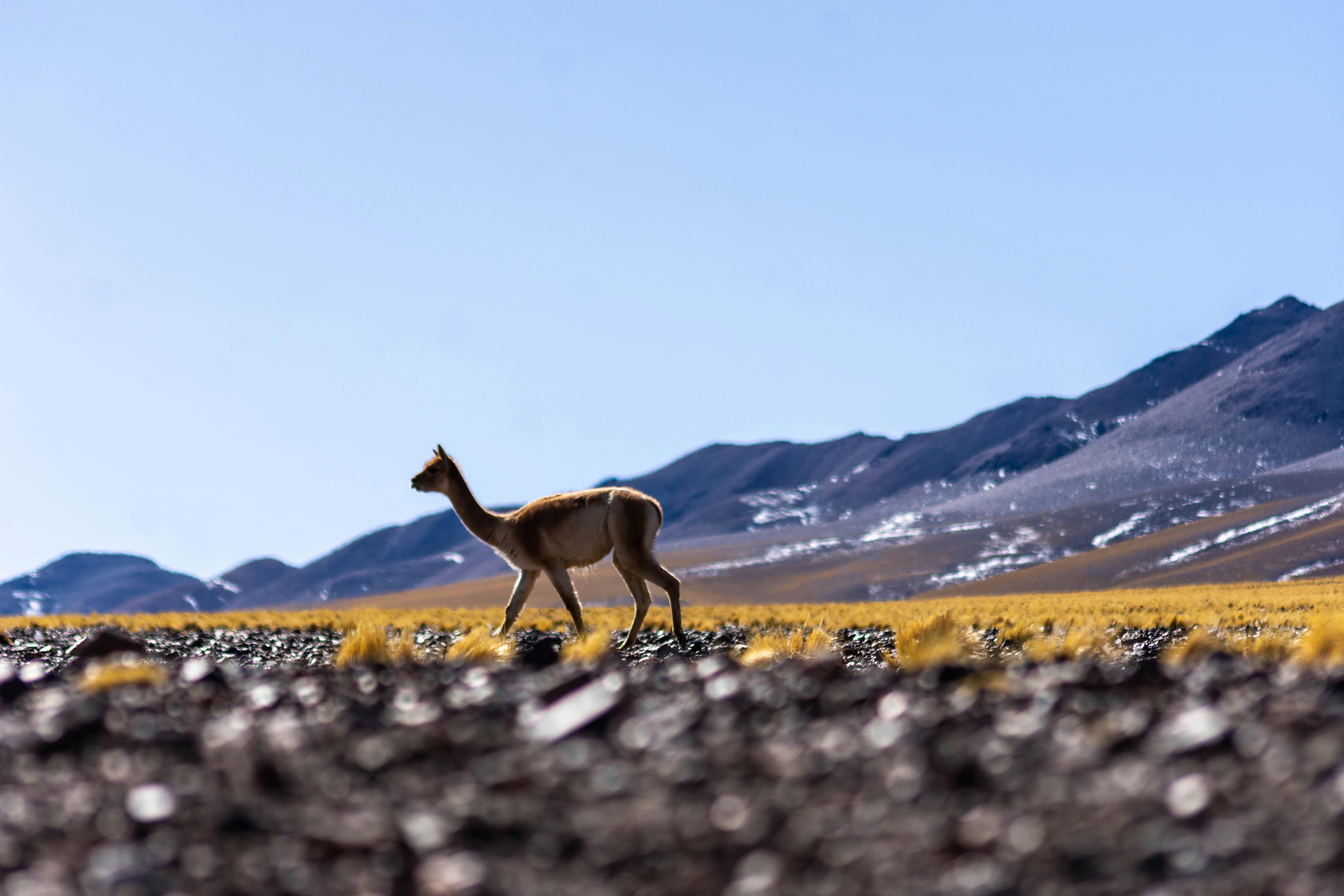 Vicuna Photos, Download The BEST Free Vicuna Stock Photos & HD Images